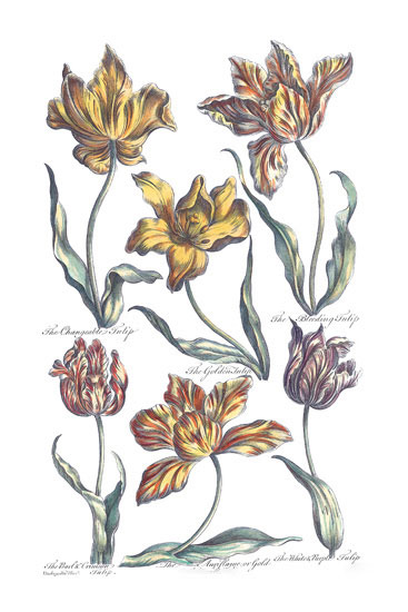 Floral for JAHRRIESNGE flowers-lpf06817 Floral JAHRRIESNGE for flowers-lpf06817