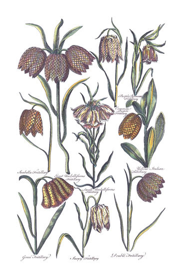 Floral for JAHRRIESNGE flowers-lpf06819 Floral JAHRRIESNGE for flowers-lpf06819