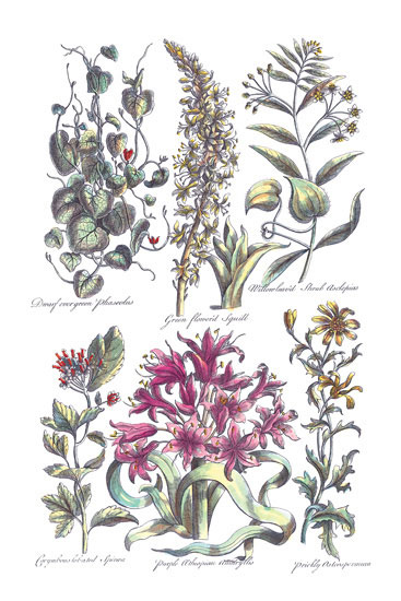Floral for JAHRRIESNGE flowers-lpf06820 Floral JAHRRIESNGE for flowers-lpf06820