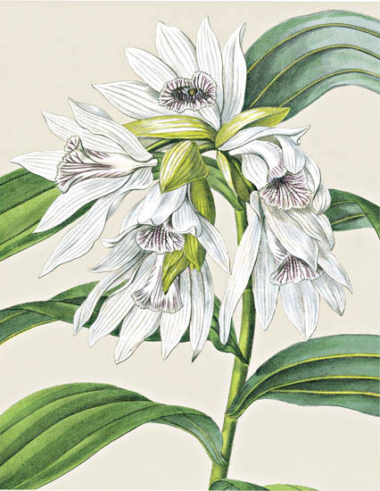 Floral for JAHRRIESNGE flowers-lpf06827 Floral JAHRRIESNGE for flowers-lpf06827