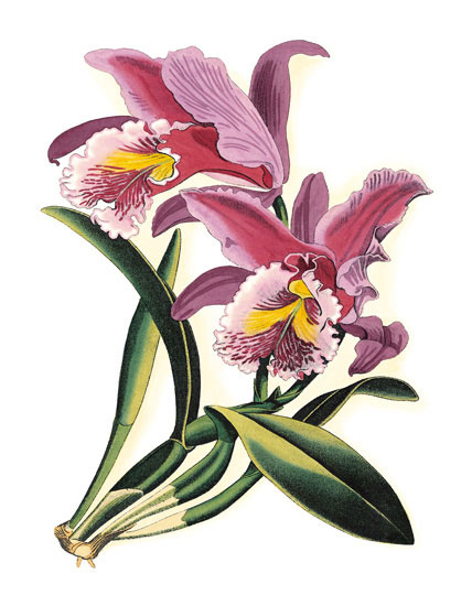 Floral for JAHRRIESNGE flowers-lpf06831 Floral JAHRRIESNGE for flowers-lpf06831