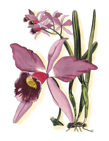 Floral for JAHRRIESNGE flowers-lpf06832 Floral JAHRRIESNGE for flowers-lpf06832