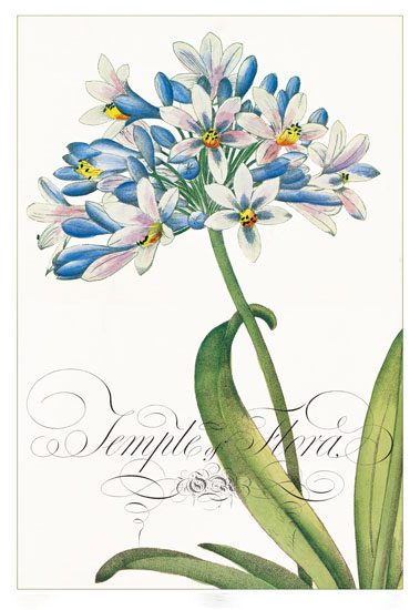 Floral for JAHRRIESNGE flowers-lpf06833 Floral JAHRRIESNGE for flowers-lpf06833
