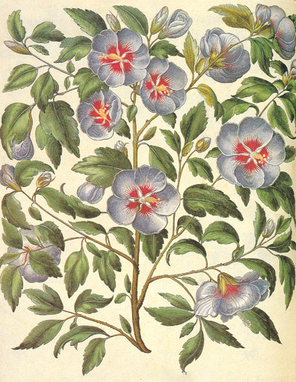 Floral for JAHRRIESNGE flowers-lpf06845 Floral JAHRRIESNGE for flowers-lpf06845