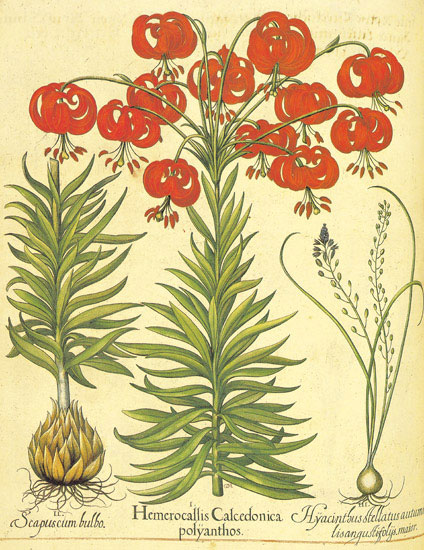Floral for JAHRRIESNGE flowers-lpf06863 Floral JAHRRIESNGE for flowers-lpf06863