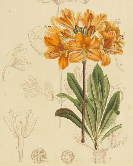Floral for JAHRRIESNGE flowers-lpf06866 Floral JAHRRIESNGE for flowers-lpf06866