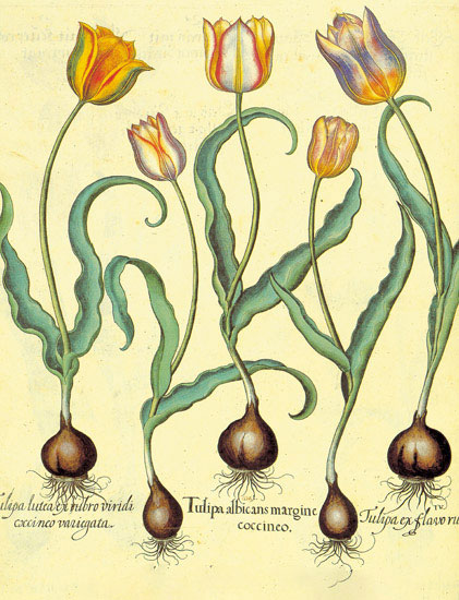 Floral for JAHRRIESNGE flowers-lpf06877 Floral JAHRRIESNGE for flowers-lpf06877