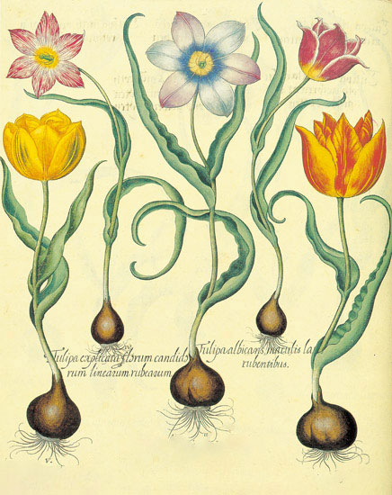Floral for JAHRRIESNGE flowers-lpf06878 Floral JAHRRIESNGE for flowers-lpf06878