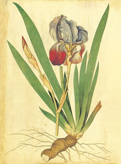 Floral for JAHRRIESNGE flowers-lpf06881 Floral JAHRRIESNGE for flowers-lpf06881