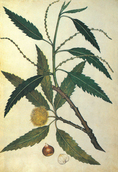 Floral for JAHRRIESNGE leaves-lpf06925 Floral JAHRRIESNGE for leaves-lpf06925