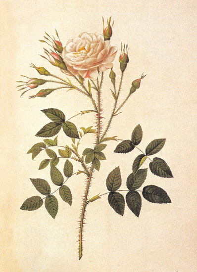 Floral for JAHRRIESNGE flowers-lpf06946 Floral JAHRRIESNGE for flowers-lpf06946