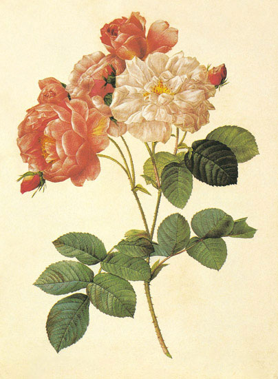 Floral for JAHRRIESNGE flowers-lpf06947 Floral JAHRRIESNGE for flowers-lpf06947