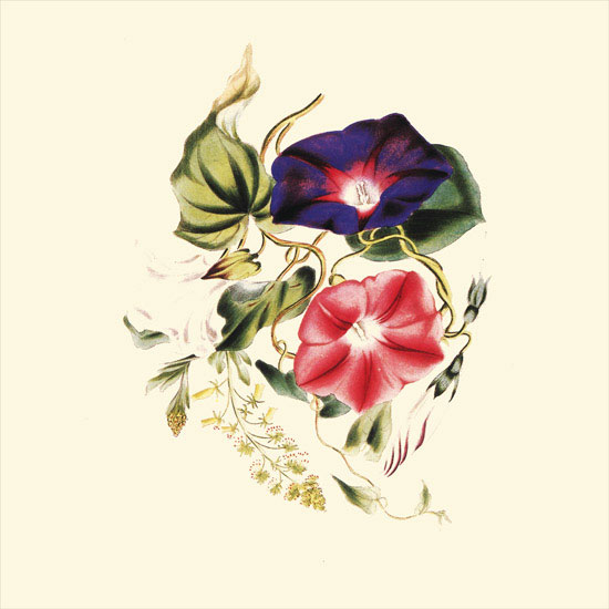Floral for JAHRRIESNGE flowers-lpf06956 Floral JAHRRIESNGE for flowers-lpf06956