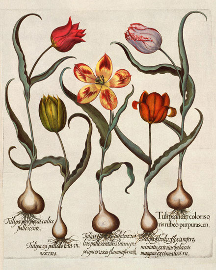 Floral for JAHRRIESNGE flowers-lpf07005 Floral JAHRRIESNGE for flowers-lpf07005