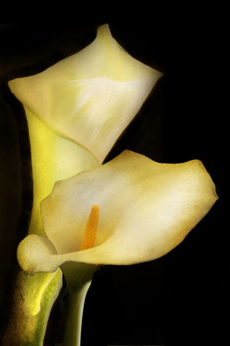 Floral for JAHRRIESNGE flowers-lpf07603 Floral JAHRRIESNGE for flowers-lpf07603