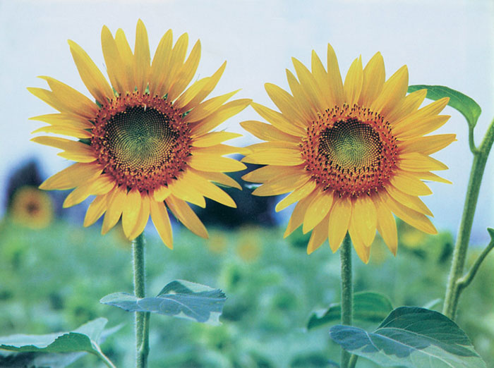 Floral for JAHRRIESNGE sunflower-lpf07659 Floral JAHRRIESNGE for sunflower-lpf07659