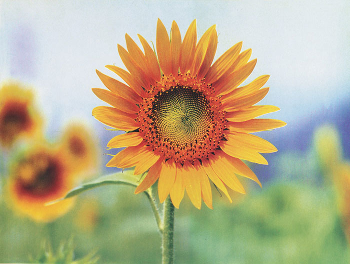 Floral for JAHRRIESNGE sunflower-lpf07662 Floral JAHRRIESNGE for sunflower-lpf07662