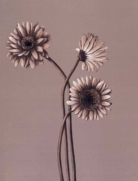 Floral for JAHRRIESNGE flower lpf07821 Floral JAHRRIESNGE for flower lpf07821