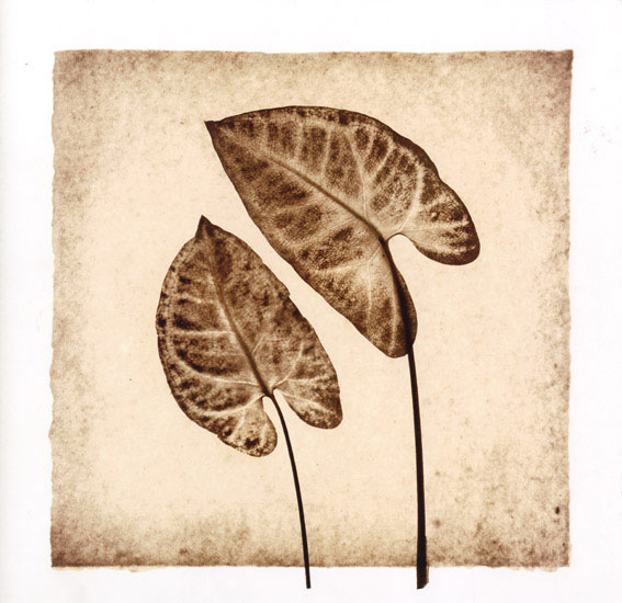 Floral for JAHRRIESNGE leaf lpf08073 Floral JAHRRIESNGE for leaf lpf08073