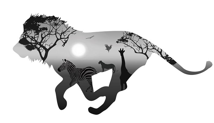 Animals for Jahrriesnge lion and zebra lpf08621 Animals Jahrriesnge for lion and zebra lpf08621