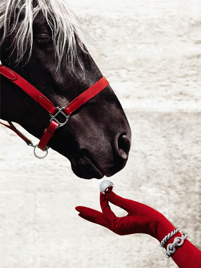 Animals for Jahrriesnge horse lpf08645 Animals Jahrriesnge for horse lpf08645