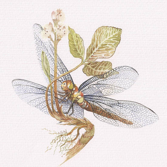 Animals for Jahrriesnge dragonfly lpf08678 Animals Jahrriesnge for dragonfly lpf08678