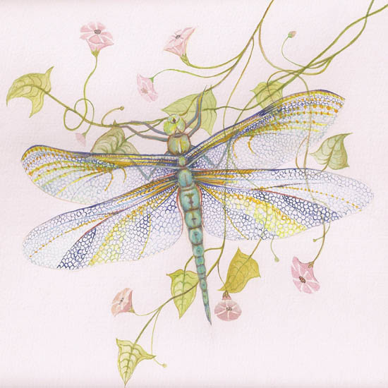 Animals for Jahrriesnge dragonfly lpf08679 Animals Jahrriesnge for dragonfly lpf08679