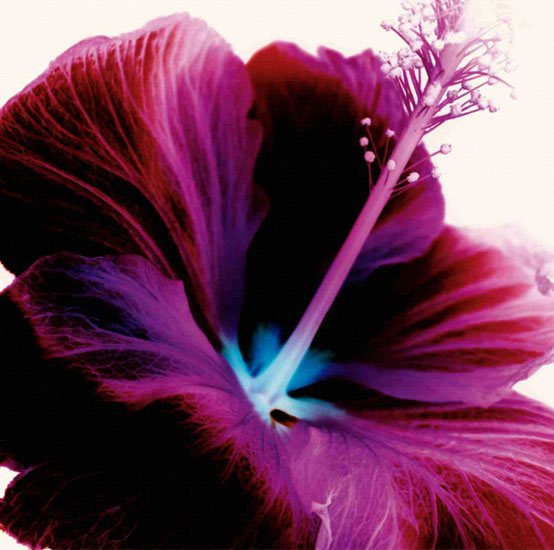 Floral for JAHRRIESNGE flowers lpf09991 Floral JAHRRIESNGE for flowers lpf09991