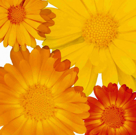 Floral for JAHRRIESNGE flowers lpf10082 Floral JAHRRIESNGE for flowers lpf10082