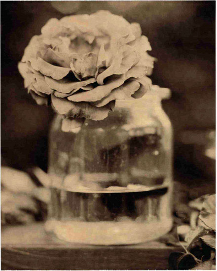 Floral for JAHRRIESNGE flowers lpf10222 Floral JAHRRIESNGE for flowers lpf10222