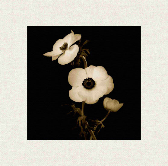 Floral for JAHRRIESNGE flowers lpf10225 Floral JAHRRIESNGE for flowers lpf10225
