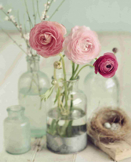 Portrait for Jahrriesnge flower lpf10474 Portrait Jahrriesnge for flower lpf10474