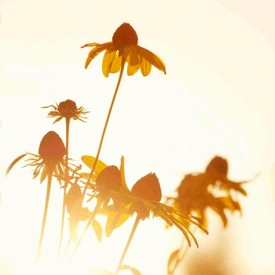 Portrait for Jahrriesnge flowers lpf10496 Portrait Jahrriesnge for flowers lpf10496