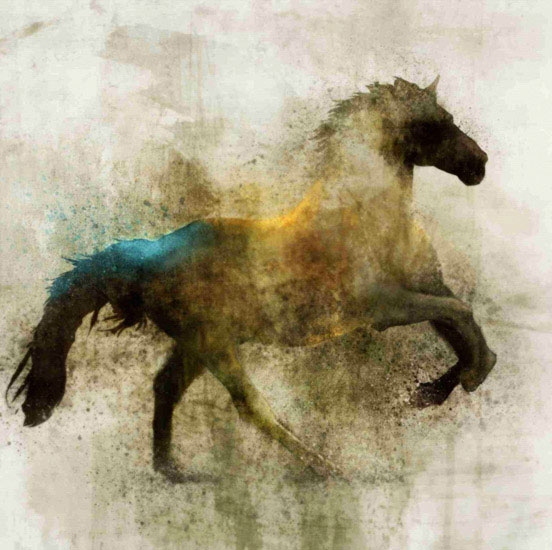 Animals for Jahrriesnge horse lpf10531 Animals Jahrriesnge for horse lpf10531