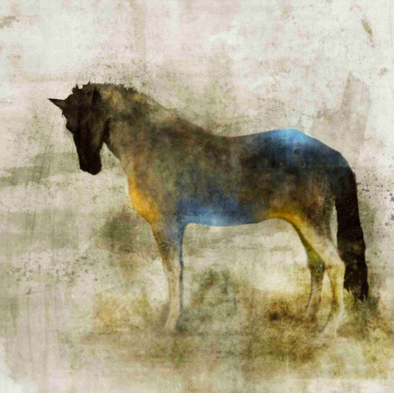 Animals for Jahrriesnge horse lpf10532 Animals Jahrriesnge for horse lpf10532