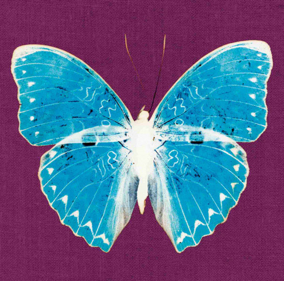 Animals for Jahrriesnge butterfly lpf10549 Animals Jahrriesnge for butterfly lpf10549