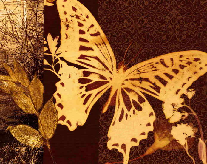 Animals for Jahrriesnge butterfly lpf10559 Animals Jahrriesnge for butterfly lpf10559