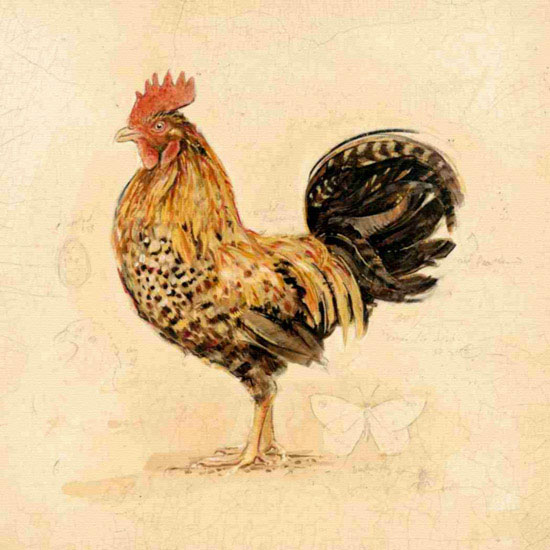 Animals for Jahrriesnge cock lpf10566 Animals Jahrriesnge for cock lpf10566