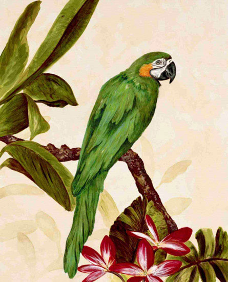 Animals for Jahrriesnge macaw lpf10596 Animals Jahrriesnge for macaw lpf10596