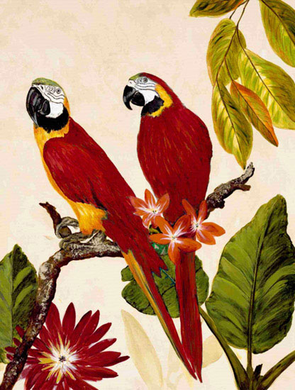 Animals for Jahrriesnge macaw lpf10599 Animals Jahrriesnge for macaw lpf10599