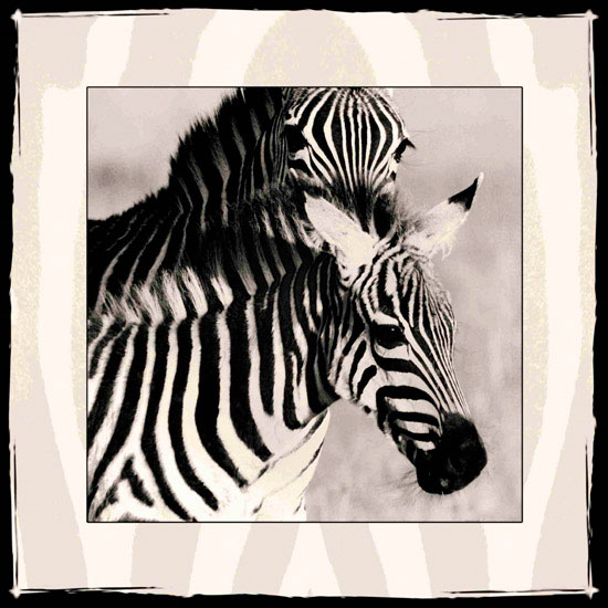 Animals for Jahrriesnge zebra lpf10649 Animals Jahrriesnge for zebra lpf10649
