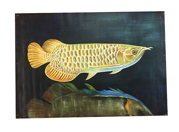 Animals for Jahrriesnge fish lpg2670 Animals Jahrriesnge for fish lpg2670